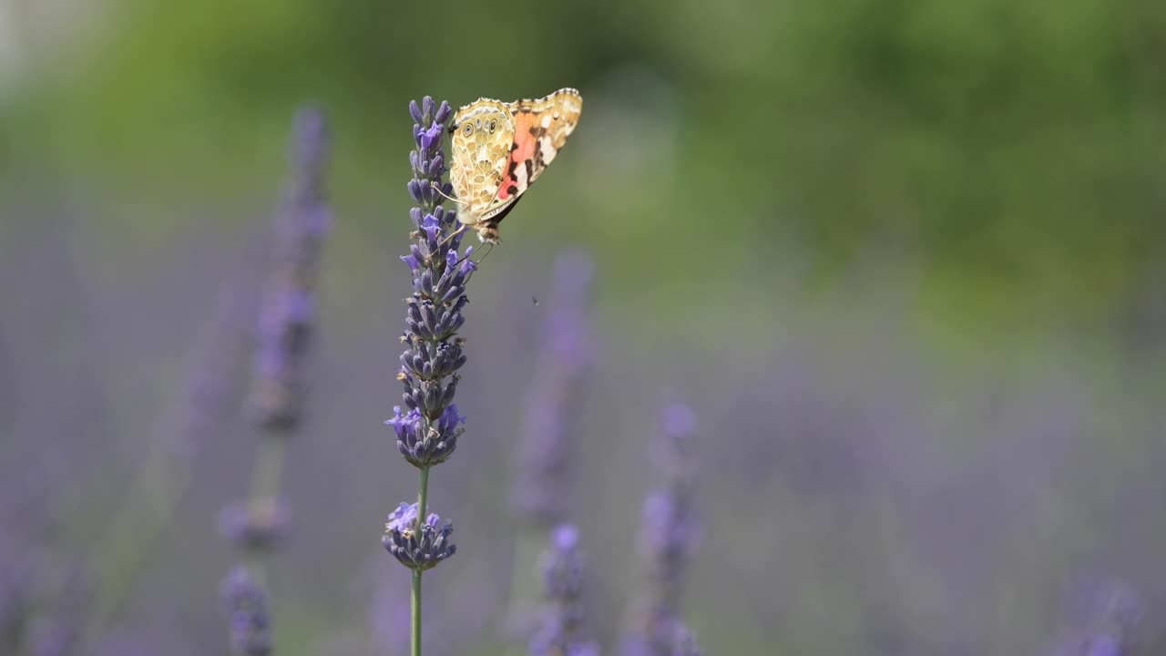 Бабочка на лаванду