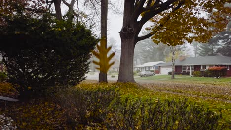 slowed motion of various leaves falling in autumn
