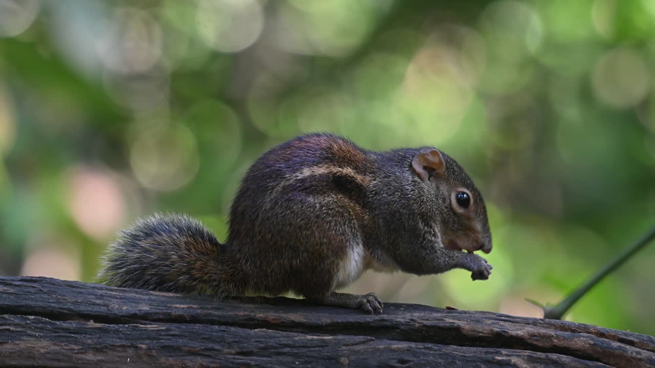 Raiaes its head from eating something as it steps forward a little, Berdmore's Ground Squirrel Menetes berdmorei, Thaialnd