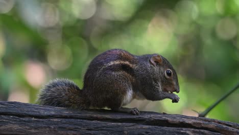 raiaes its head from eating something as it steps forward a little, berdmore's ground squirrel menetes berdmorei, thaialnd