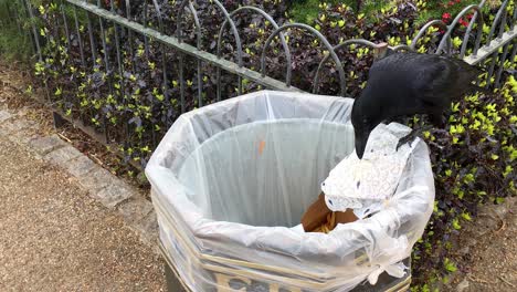 crow raiding rubbish bin in london park