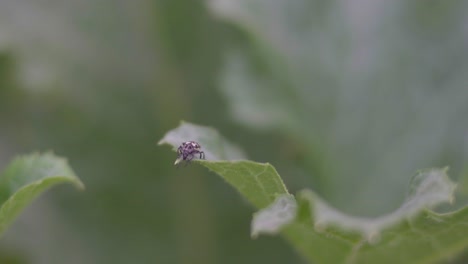 Closeup-of-an-Astylus-atromaculatus-bug-on-a-zucchini-plant