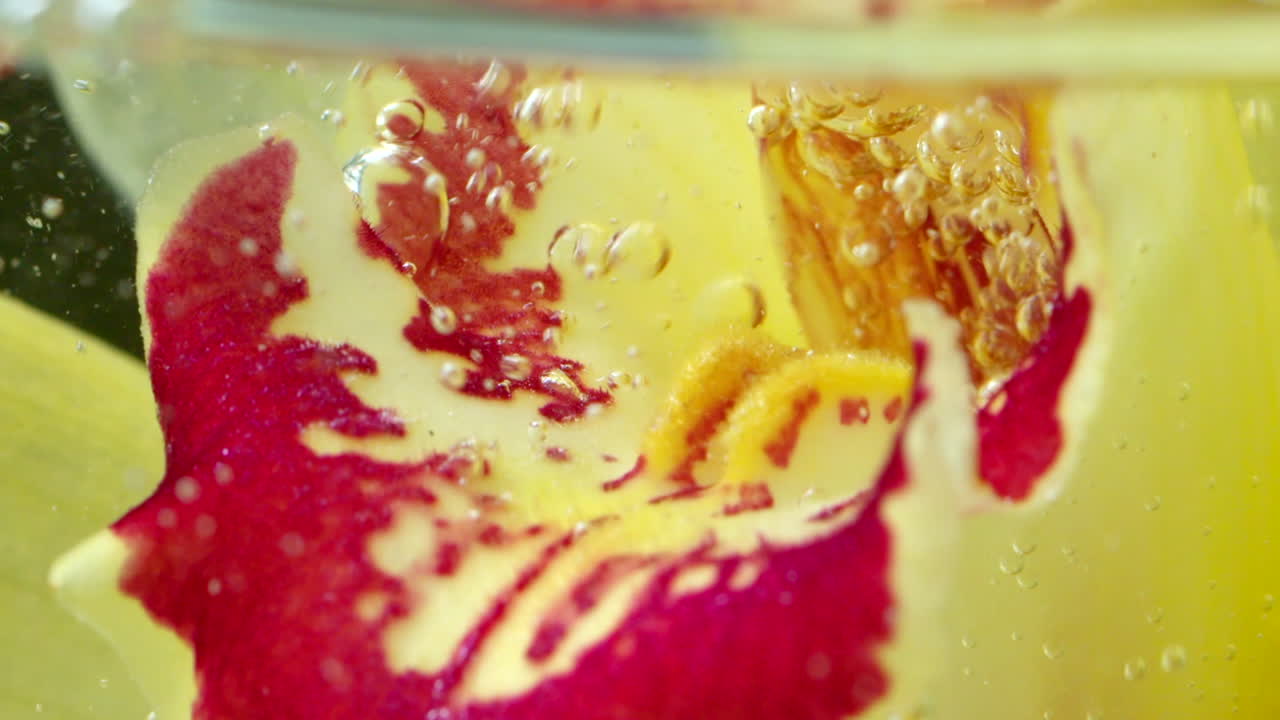 Orchid Flower in Water with Bubbles