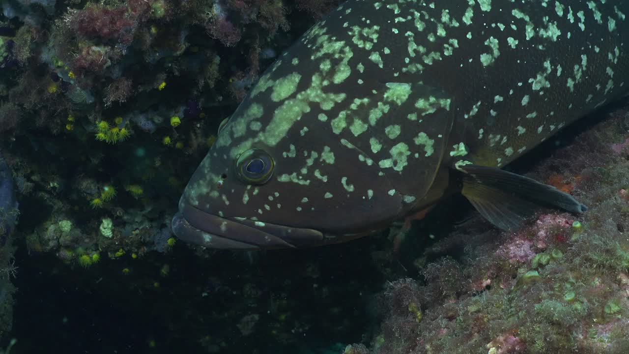 Mediterranean Mero Grouper close up underwater in Spain