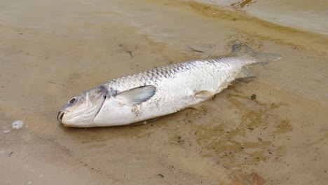 big dead fish on the shore of the lake