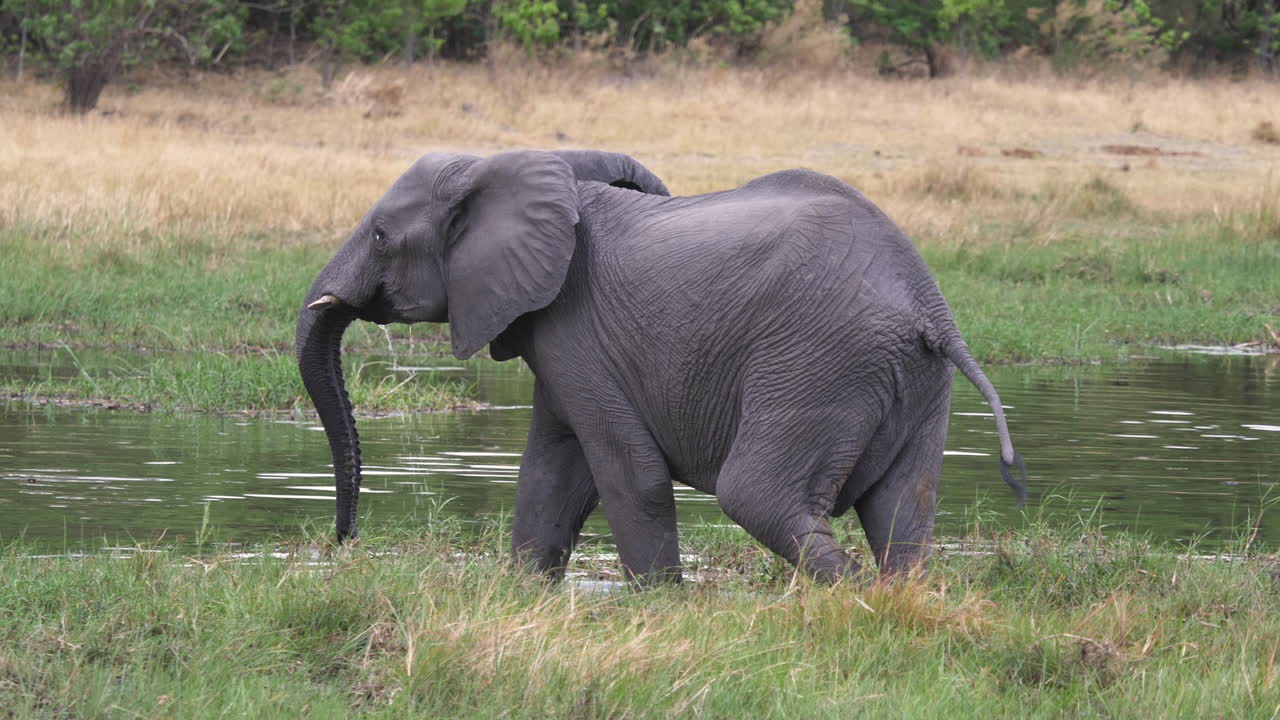 toma de seguimiento de un gran elefante caminando hacia el borde del agua