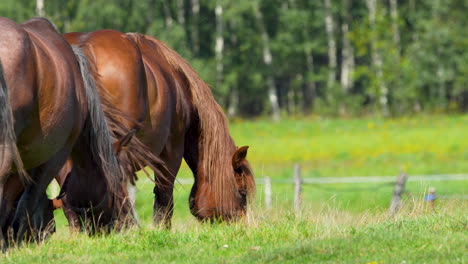 a brown horse with a long mane grazes in a vibrant green meadow, with trees in the background