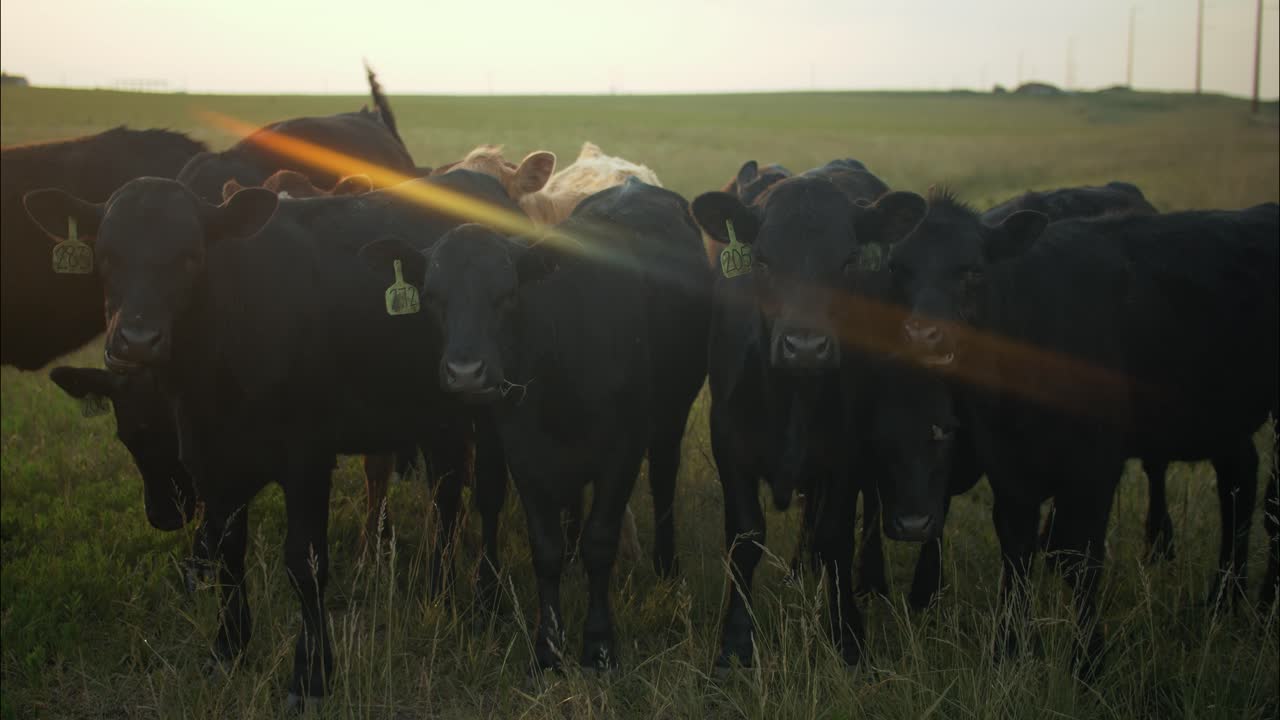 Closeup of a herd of cows eating grass in a field of green grass on a farm during evening sunset.