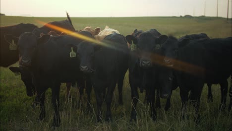 primer plano de una manada de vacas comiendo hierba en un campo de hierba verde en una granja durante la puesta de sol de la noche.
