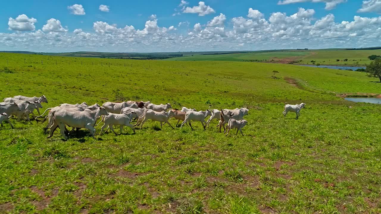 Letecký pohled na stádo dobytka řítící se z kopce, přes krásnou pastvinu, v odlesněné oblasti amazonského deštného pralesa