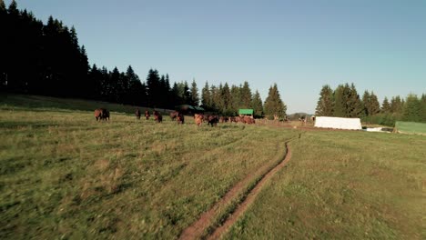 aerial drone footage of horses grazing on a meadow in sihla, slovakia