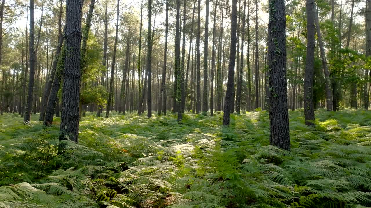 un bosque de pinos con un montón de helechos filmado con un dron volando hacia atrás muy bajo