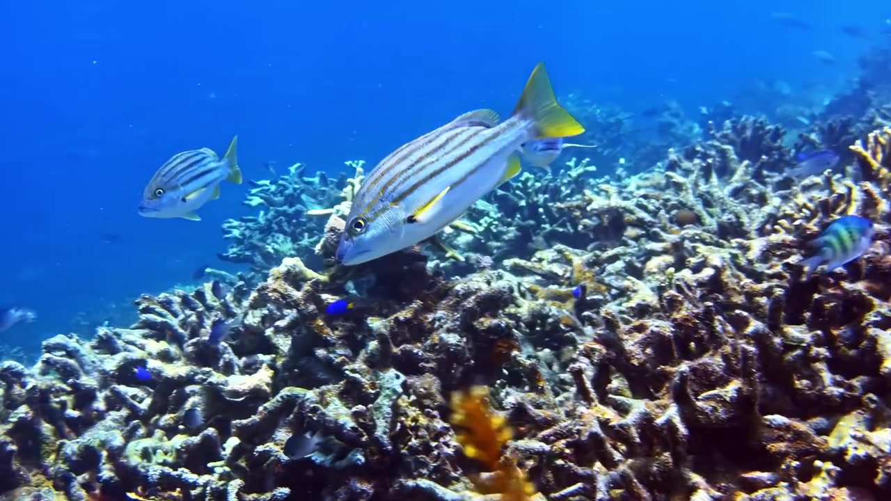 Vida marina vibrante con un crinoideo y peces rayados nadando en un ecosistema oceánico saludable