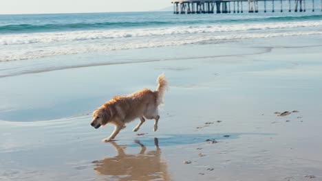 slow motion, golden retriever dog catching the ball on sandy beach on sunny day