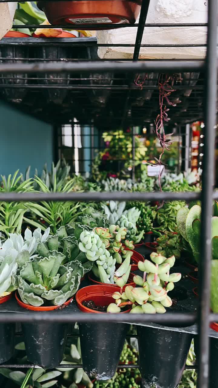 Succulent Display at a Garden Center