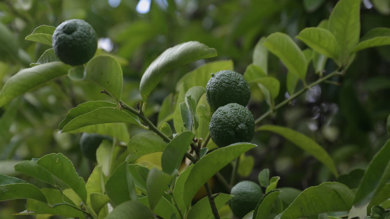 primer plano de limones verdes colgando de un árbol con el viento soplando a través de las hojas