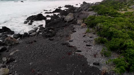 Flyover-Fur-Seals,-huge-marine-mammals-colony-located-at-New-Zealand