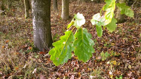 closeup of oak leaves moving in the wind in a small english woodland and autumn leaves on the ground