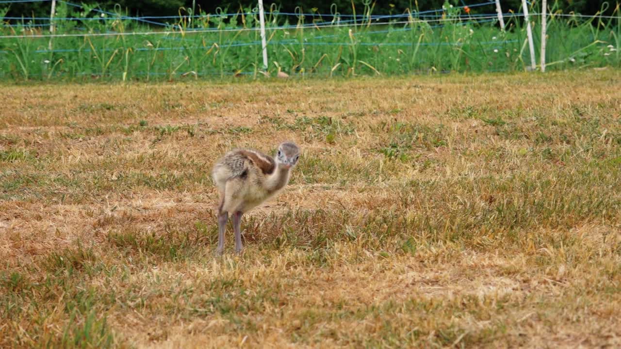 인간의 손에 있는 낸두 아기