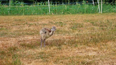 el bebé nandu en las manos humanas