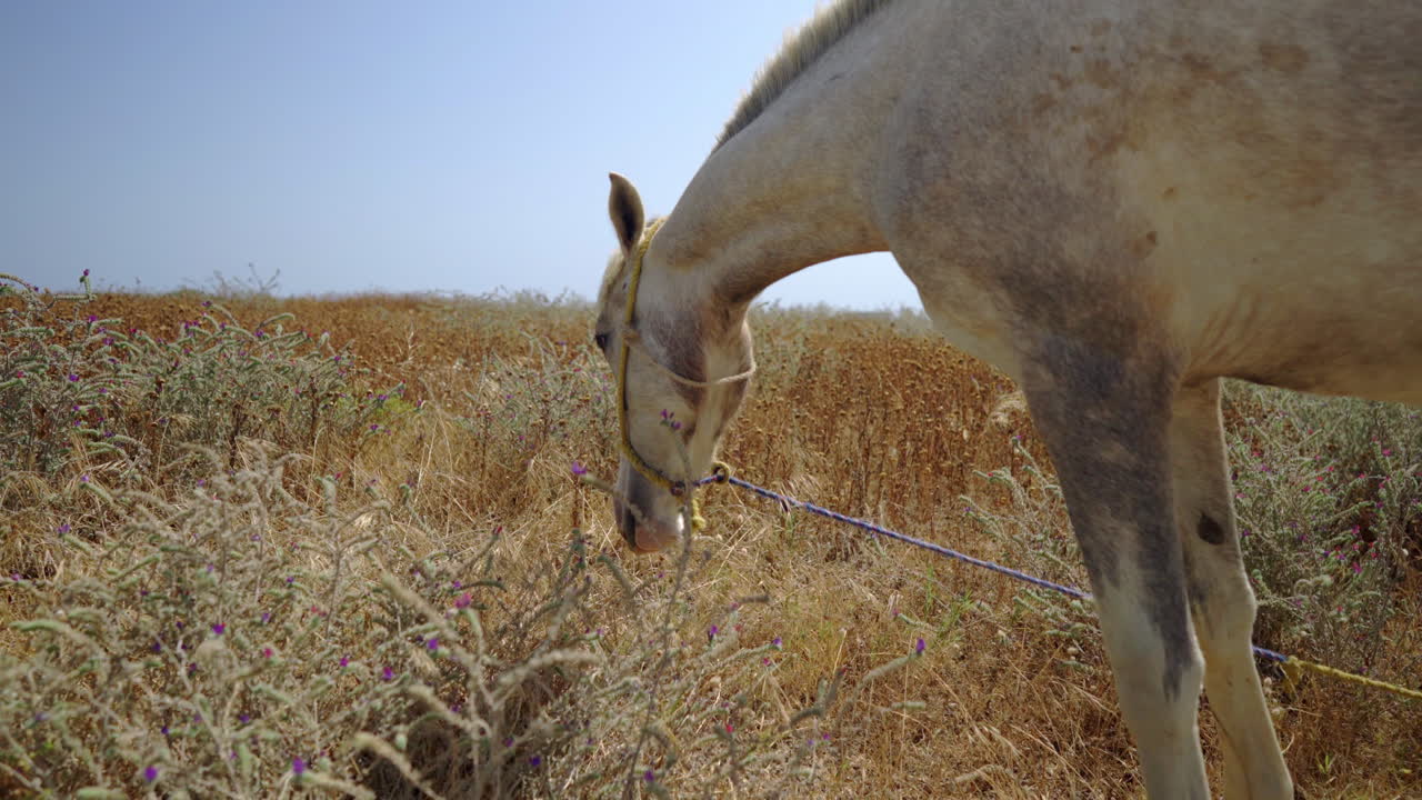 caballo blanco atado con cuerda pastando en seco
