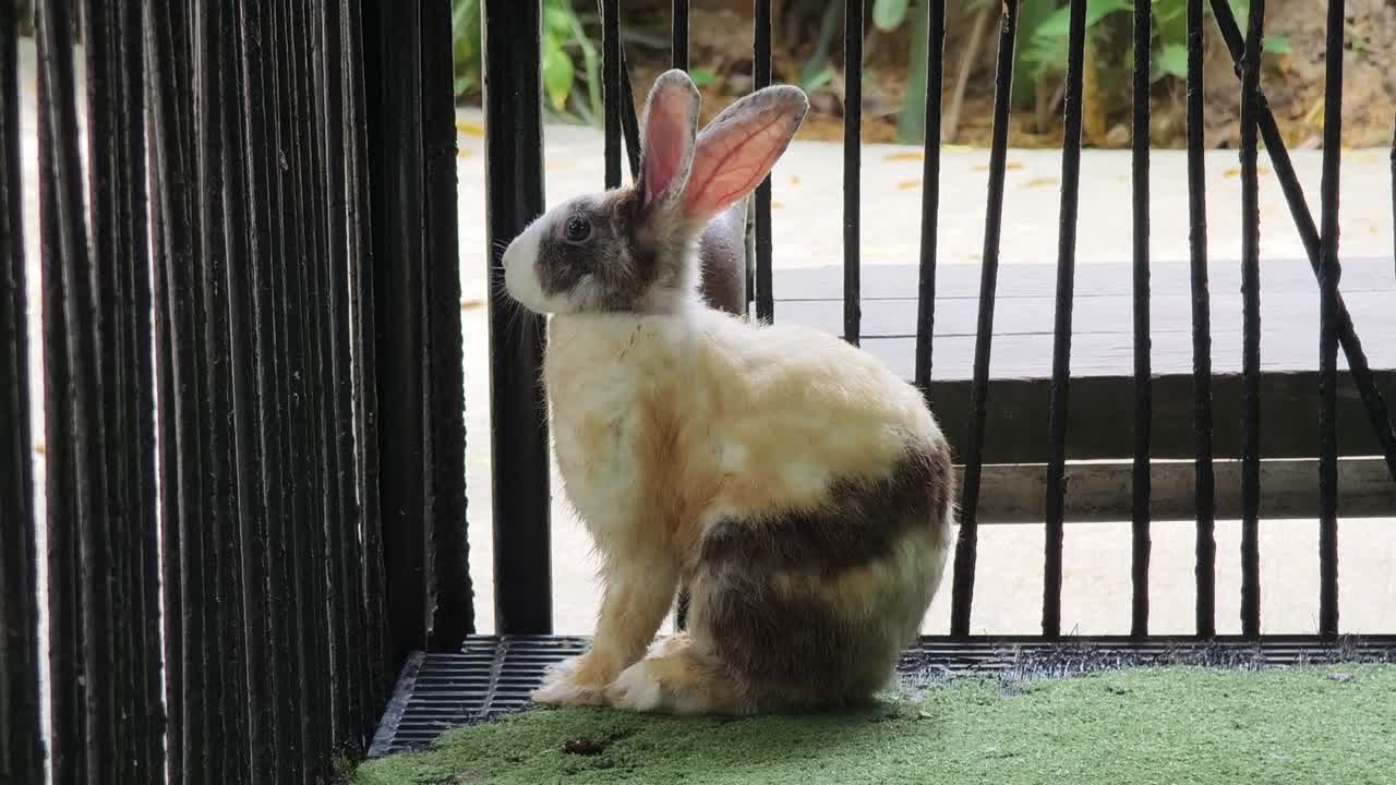 케이지에 힌 토끼