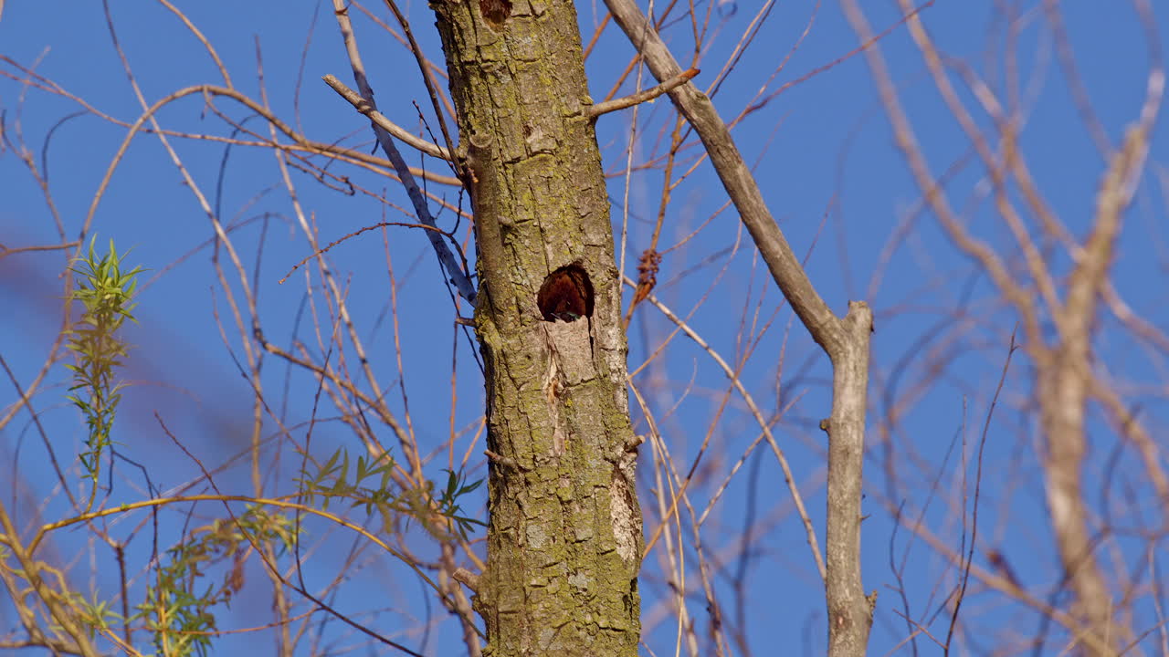 Bird in action: slow-motion footage of a purple martin nesting in a tree hole.