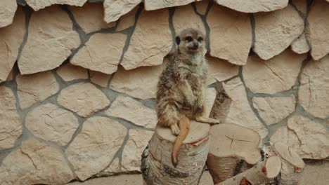 suricata sentada en un tocón de madera en el zoológico de gdansk, polonia - ancho