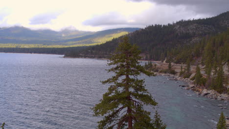 pull away from douglas fir tree at lake tahoe on a pretty winter day