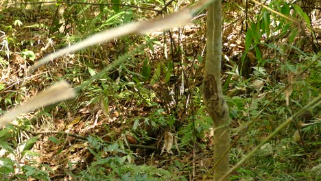 Two-coatis-walking-through-the-grass-and-vegetation-in-the-jungle