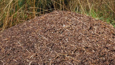 found a hill of red wood ants in the forest of prądzonka in northern poland