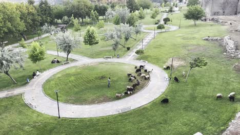 diyarbakir, turkey, cinematic places - street view - animal urban range of activities