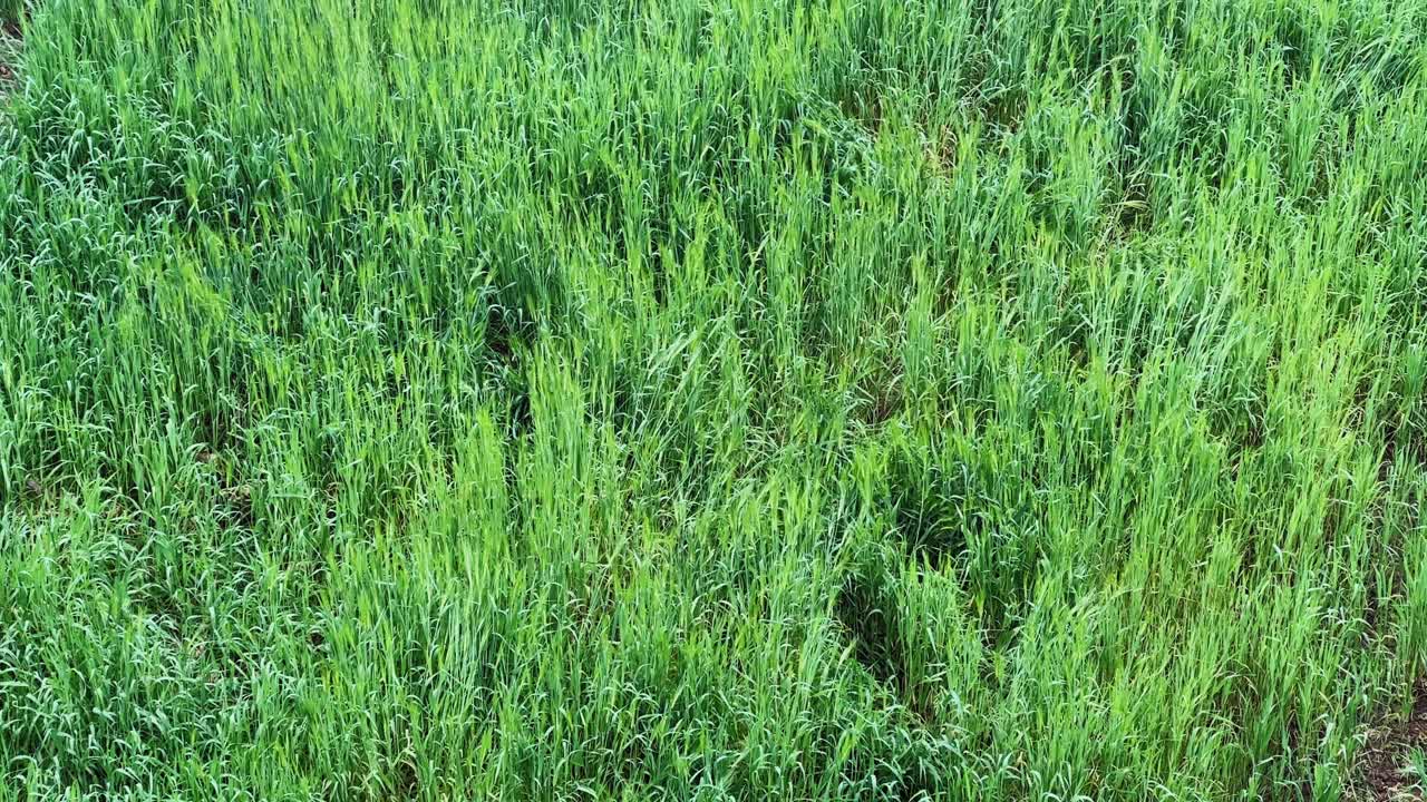 Opadgående optagelse af en grøn hvedemark, hvor tætte, sunde planter vokser jævnt og viser frisk landbrugsvækst, naturlig tekstur og et roligt landbrugslandskab