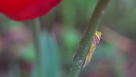 Tiny-frog-hides-on-the-stem-of-a-flower-in-a-garden-in-spring---close-up-isolated-view