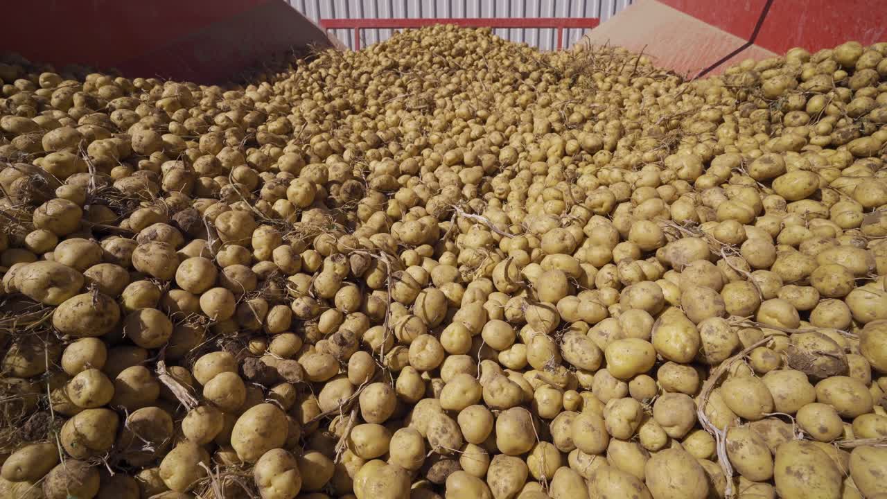 las patatas se mueven en una máquina industrial.