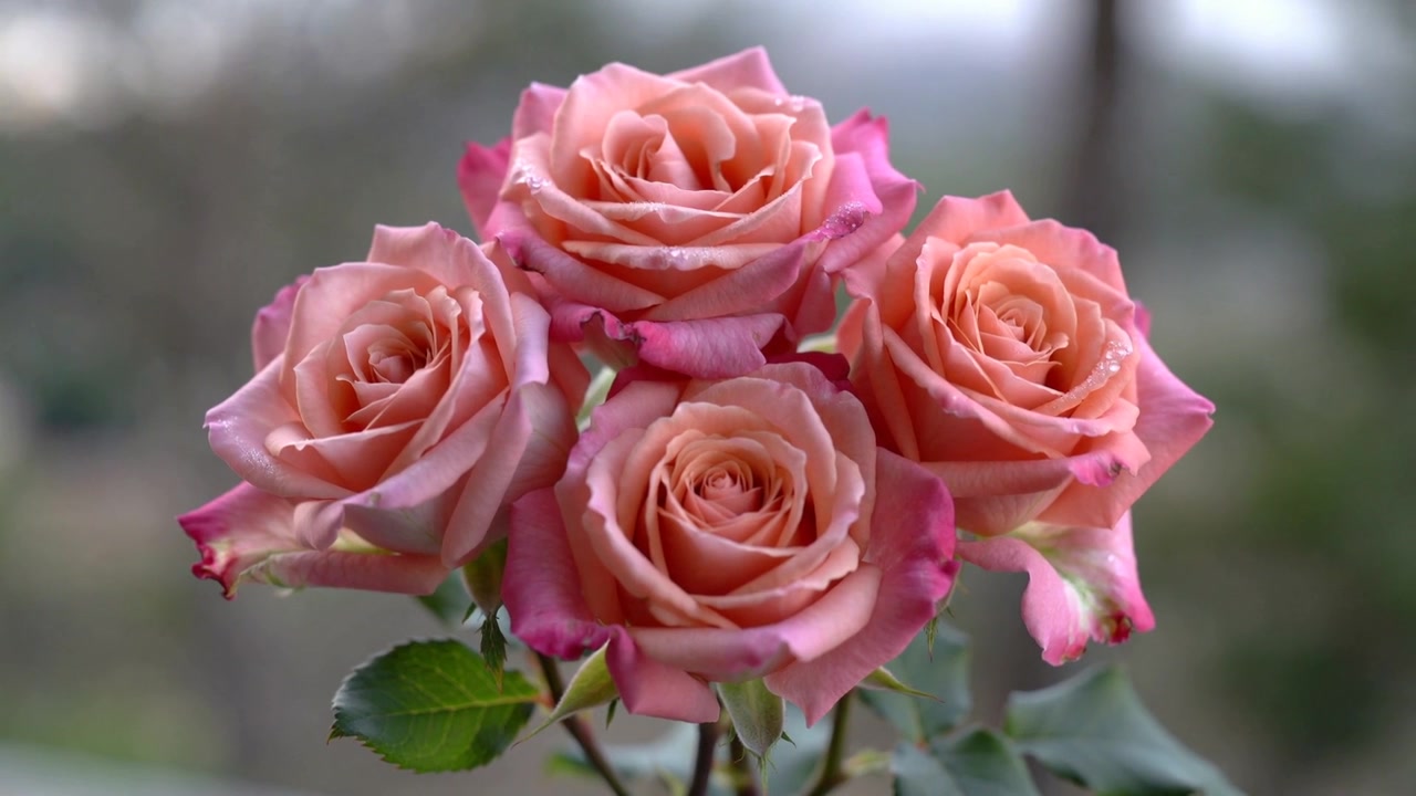 Racimo meciéndose de cinco rosas de color rosa melocotón moviéndose con la brisa del jardín, mostrando hojas verdes y tallos.