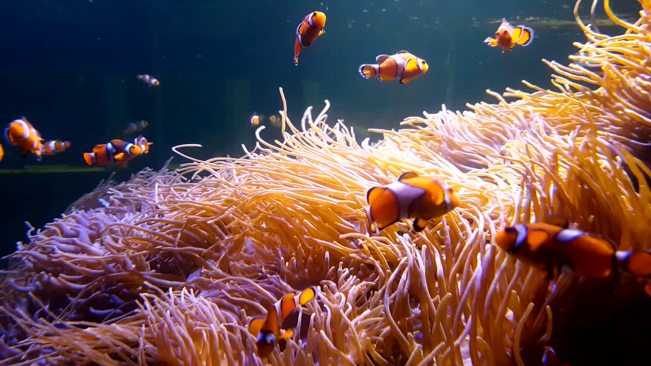 4K. Nemo clown fish swimming in the sea anemone on the colorful healthy coral reef. Anemone fish nemo group swimming underwater.