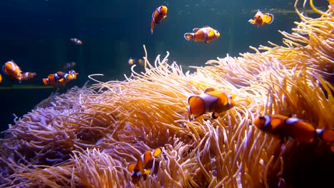 4k. nemo clown fish swimming in the sea anemone on the colorful healthy coral reef. anemone fish nemo group swimming underwater.