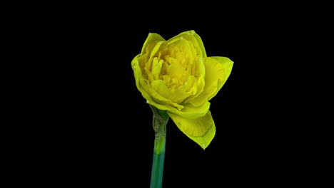 narcissus. blooming of beautiful yellow flowers on black background, daffodil. timelapse. 4k. wedding background, valentines day, mother's day, spring, easter.