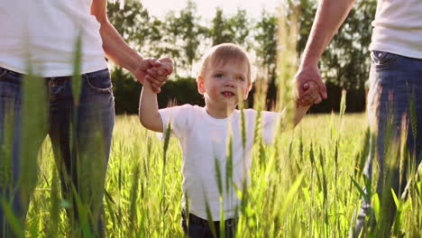 the concept of a happy family. close-up of a family of three people walking in a field with spikelets of wheat close-up of a boy