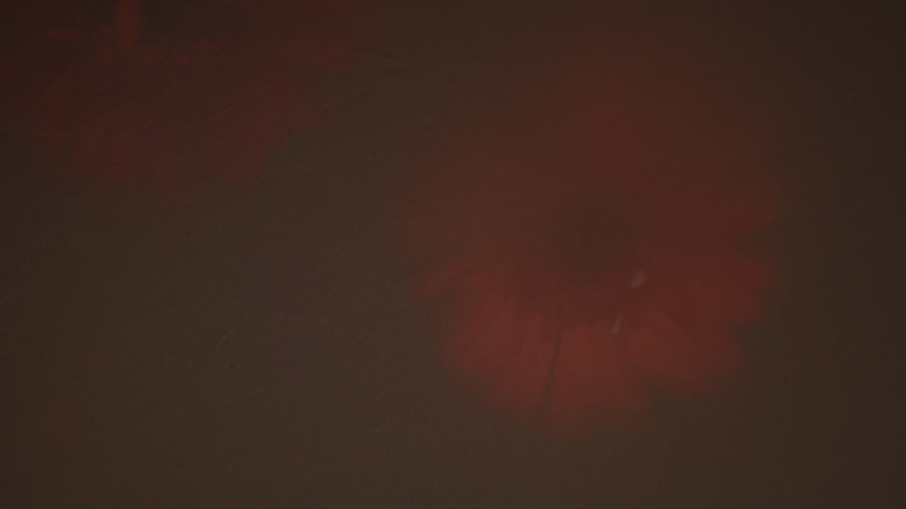 Close Up Detail Shot Of Two Red Flowers, Natural Sunlight Silhouette Hidden By A Shadow.