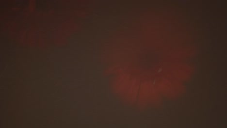 close up detail shot of two red flowers, natural sunlight silhouette hidden by a shadow.