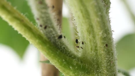 close up of a plant stem with small insects