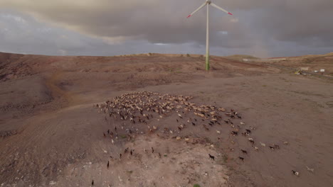 Aerial-shot-in-half-a-circle-of-a-flock-of-sheep-and-goats-in-the-mountains-and-a-windmill-can-be-seen