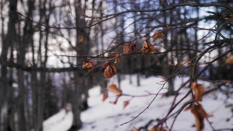 Toma-De-Izquierda-A-Derecha-De-Una-Rama-Con-Hojas-De-ámbar-En-Un-Bosque-Con-Nieve-En-El-Fondo