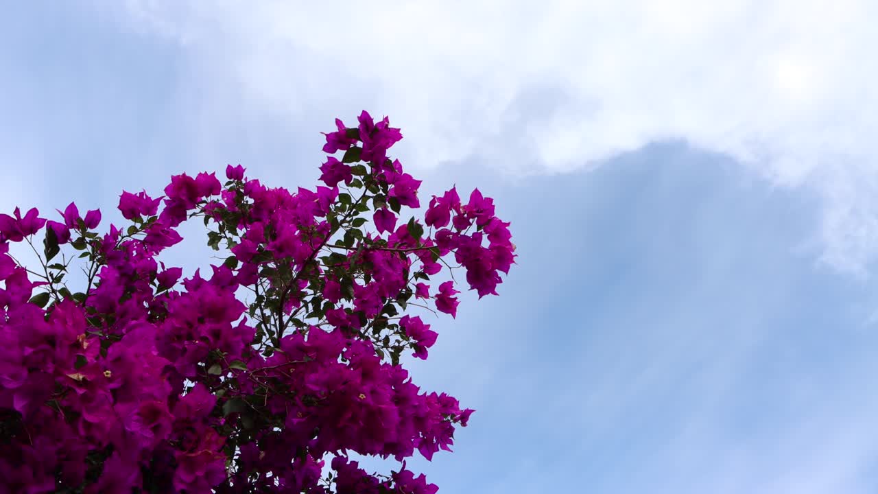 flores de bugambilia que son rosas y colores violetas, demuestran la vida especial