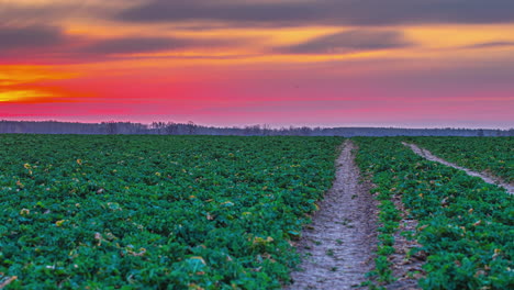 Cultivos-En-Un-Campo-De-Tierras-De-Cultivo-Al-Atardecer---Colorido-Lapso-De-Tiempo-Cloudscape