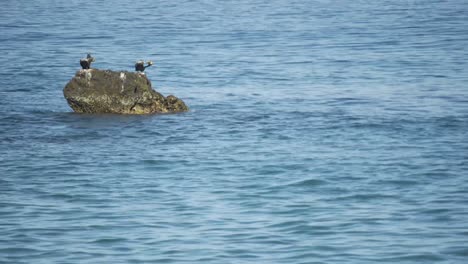 Two-pelicans-resting-on-a-rock-in-a-calm-blue-sea