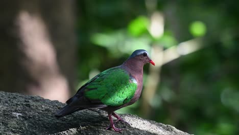 common emerald dove, chalcophaps indica seen in tthe forest during the early hours of the morning facing to the right and frantically looking around then flies away, thailand