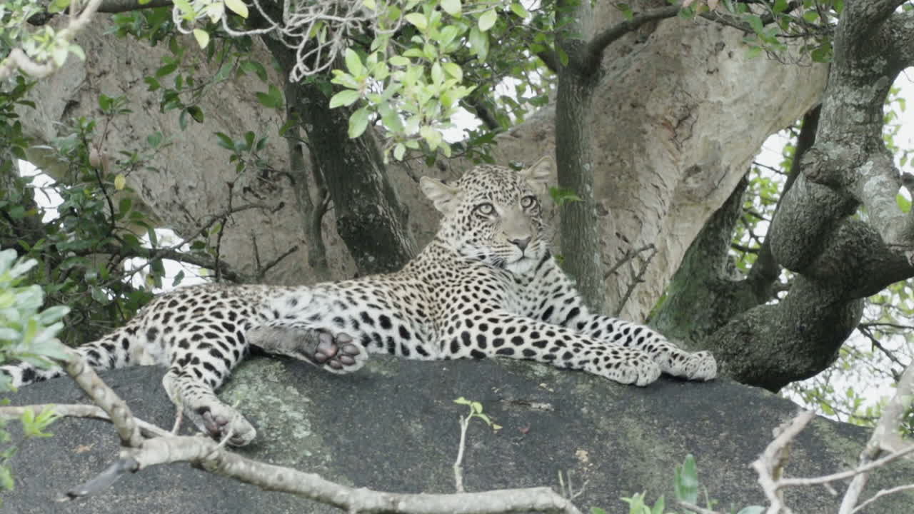 leopardo macho joven en una roca al lado de un árbol establecido
